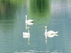 ダム湖の白鳥