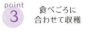 point3食べごろに合わせて収穫