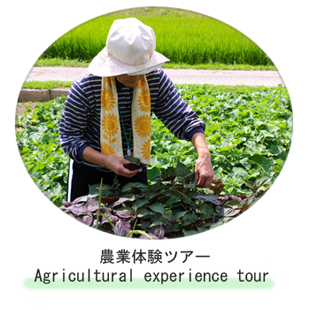 農業体験ツアー
