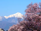 北アルプスと桜