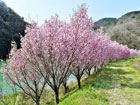 犀川の桜